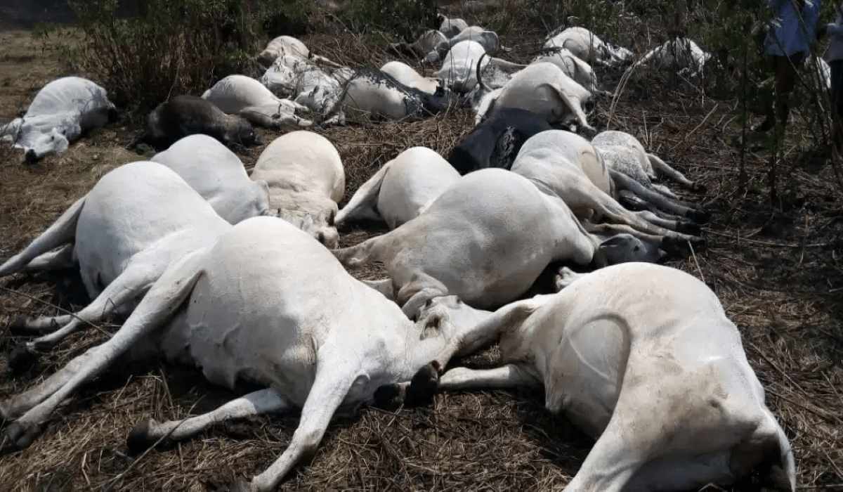 Herder Collapses, Hospitalised After Losing 42 Cattle in Abuja