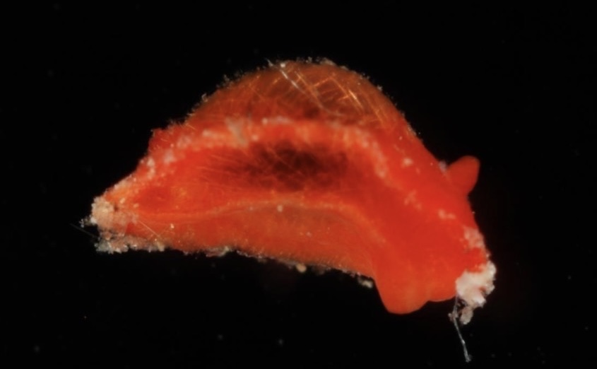 Spanish Researcher Names Newly Discovered Sea Slug After Cape Verde Goalkeeper Vozinha